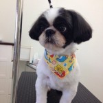 シーズー　ライト君２６７